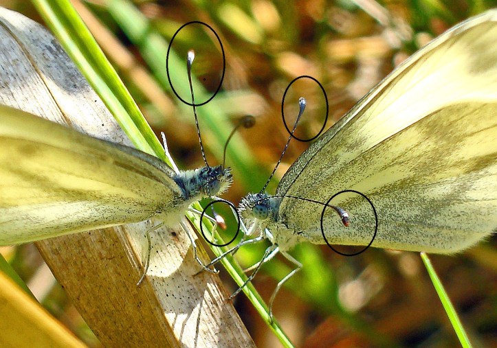 Wood white (Leptidea sinapis) butterflies courting; with antennal tips highlighted. Male on the left.