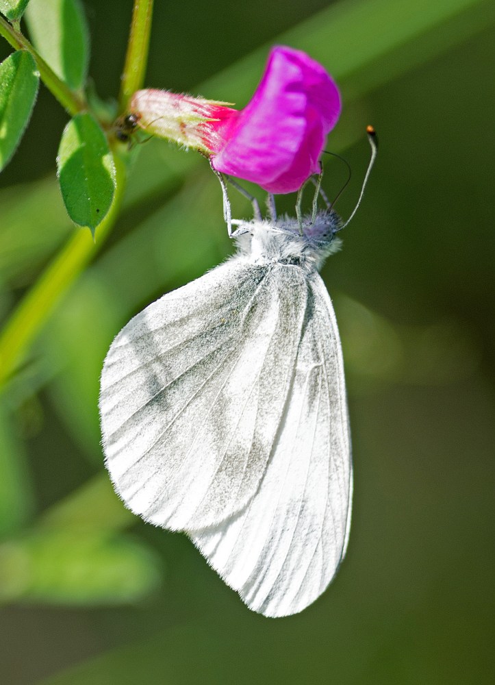Wood white (Leptidea sinapis) on nectaring on Common vetch in Galicia, Spain
