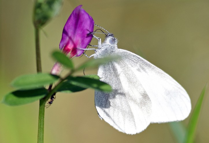 Wood white on common vetch 