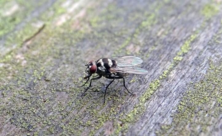 Anthomyia procellaris 