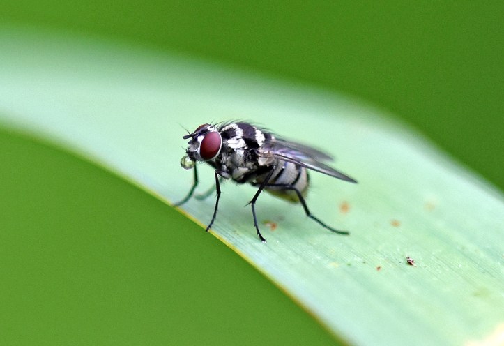 Anthomyia procellaris blowing bubbles or liquid!