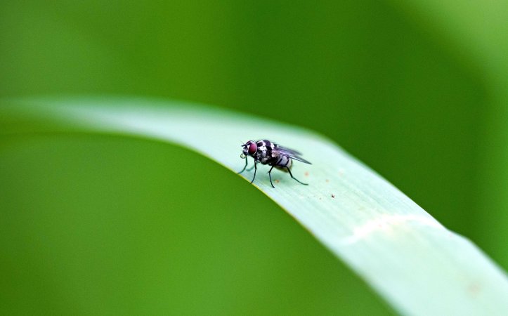 Anthomyia species fly on a leaf