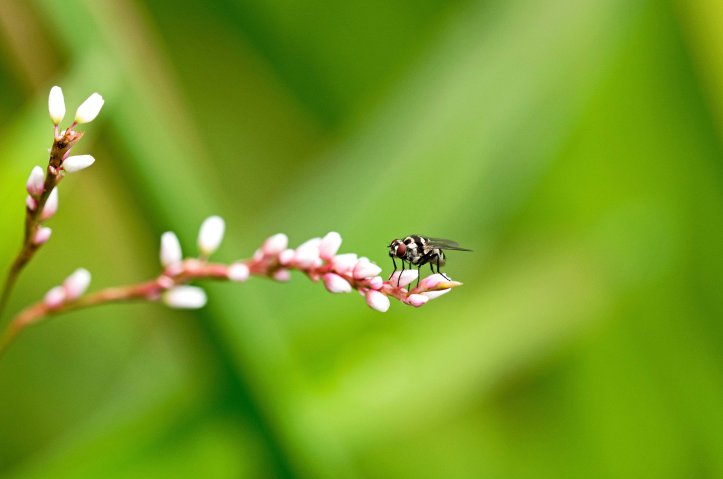 Anthomyia species fly on flower