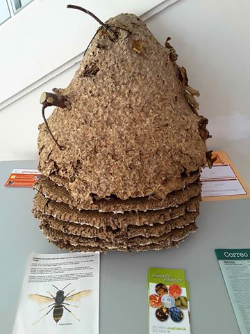Asian hornet nest