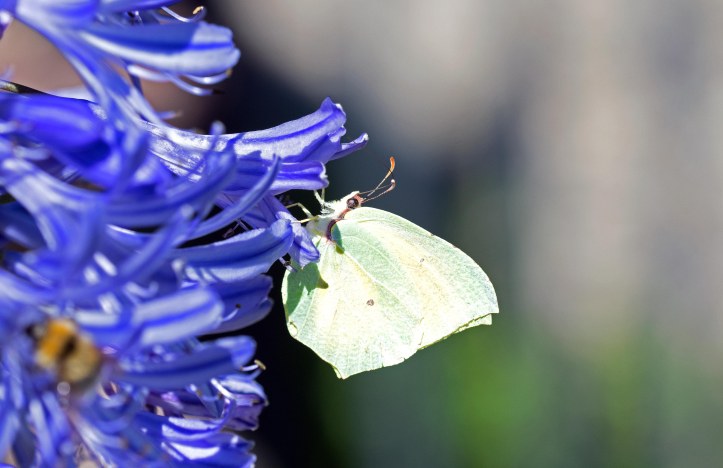 Cleopatra (Gonepteryx cleopatra) male 