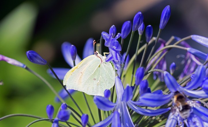 cleopatra-gonepteryx-cleopatra-male-4