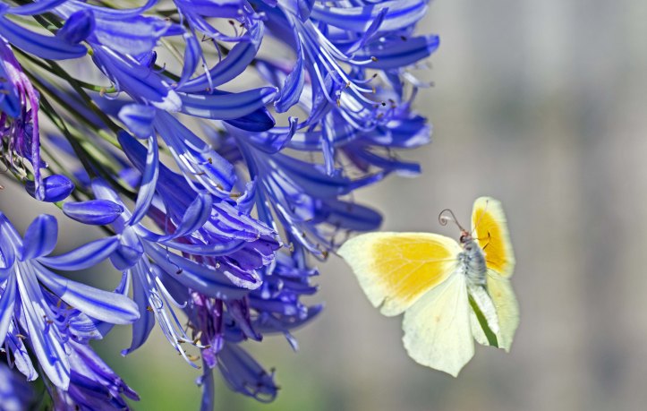 Cleopatra butterfly (Gonepteryx cleopatra) male in flight