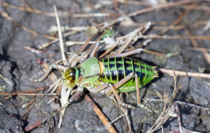 Saddle-Backed Bush Cricket, probably Ephippiger ephippiger cunii, male.
