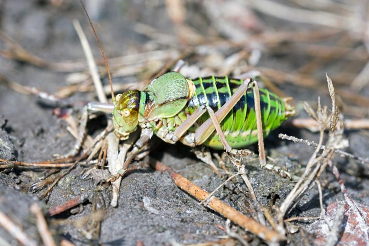 Saddle-Backed Bush Cricket, probably Ephippiger ephippiger cunii, male .
