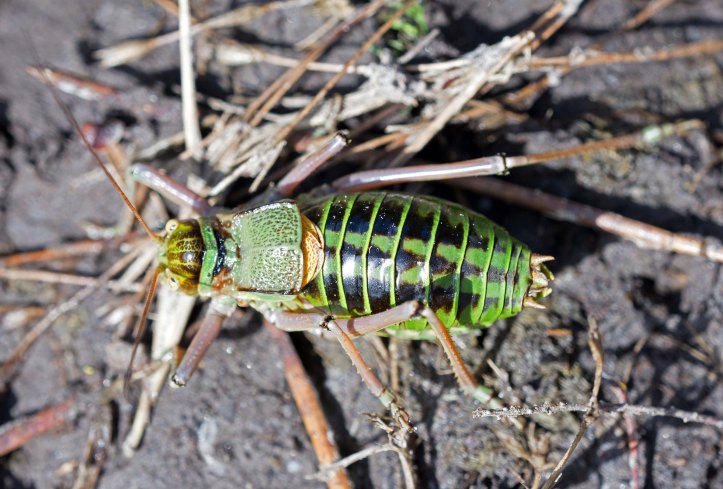 Saddle-Backed Bush Cricket, probably Ephippiger ephippiger cunii, male. Dorsal view.