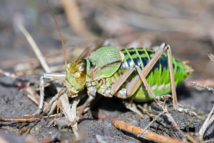 ephippiger-ephippiger-cunii-male-4