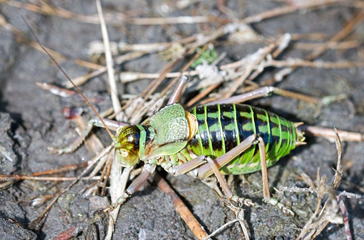 Saddle-Backed Bush Cricket, probably Ephippiger ephippiger cunii, male