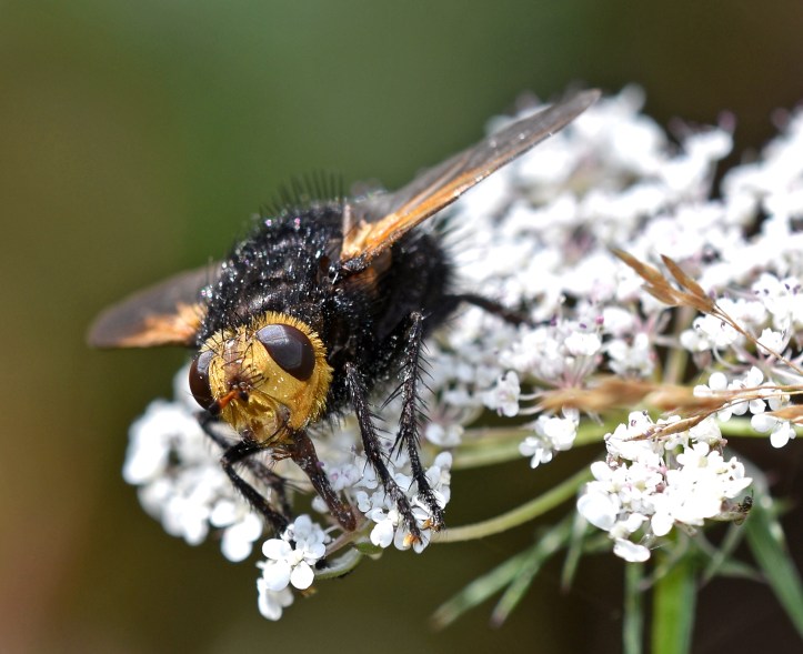 Giant tachinid fly (Tachina grossa) 7 Sept 18 front on