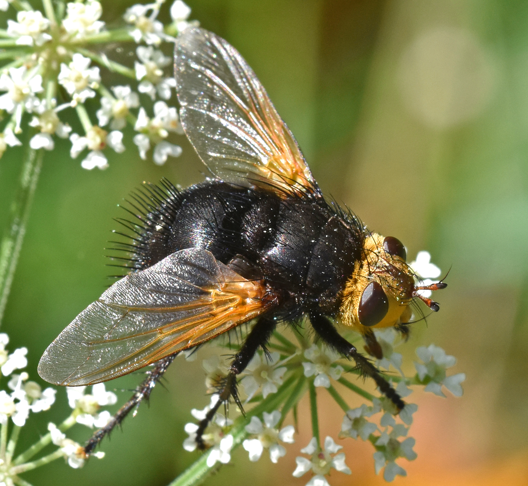 Tachina grossa – a big black fly! – Ray Cannon's nature notes