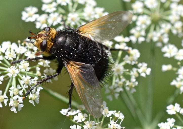 Giant tachinid fly (Tachina grossa) 7 Sept 18.jpg