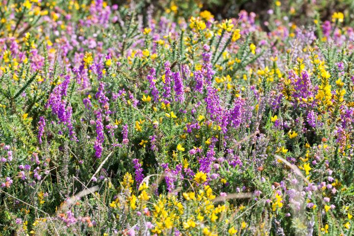Heather and gorse habitat in Galicia, Spain, where the Bush-cricket was seen.