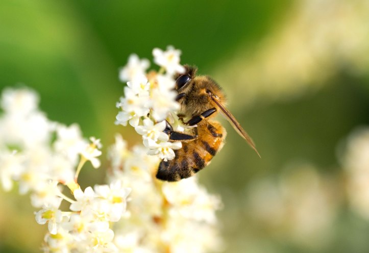 Honey bee on Japanese Knotweed flowers