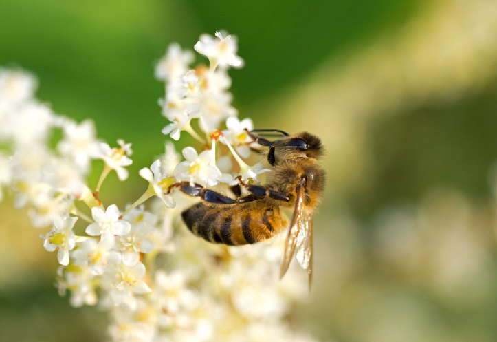 Honey bee on Japanese Knotweed flowers