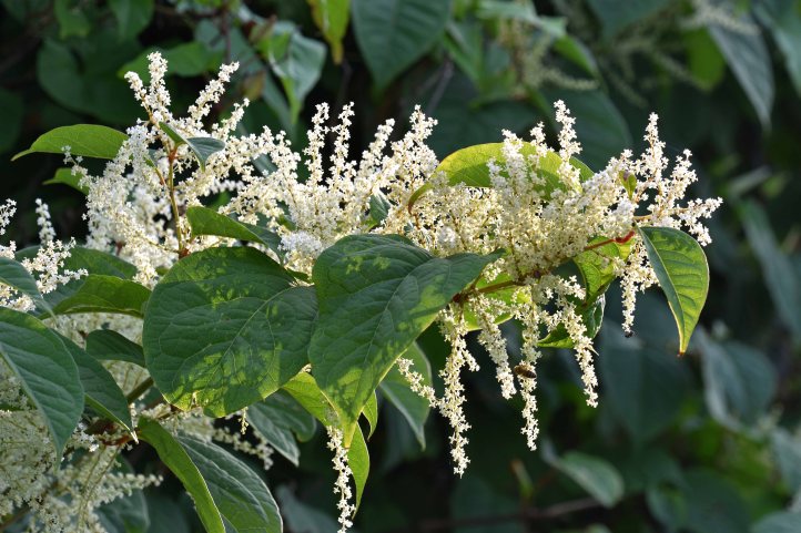 Japanese knotweed (Fallopia japonica) in flower in Scarborough on 13 Sept 2016 