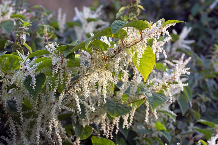 Japanese knotweed (Fallopia japonica) in flower in Scarborough on 13 Sept 2016