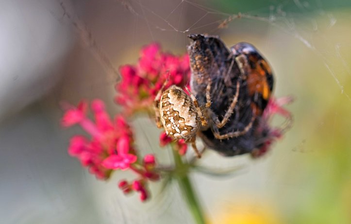 Orb spider with butterfly capture