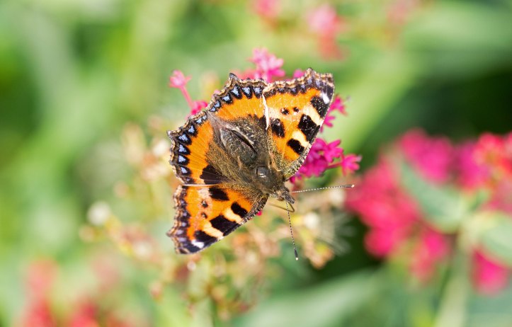 Small tortoiseshell (Aglais urticae L.)