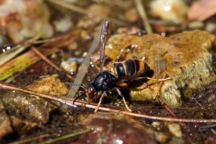 Vespa velutina drinking water by the Rio Sor, Galicia, Spain