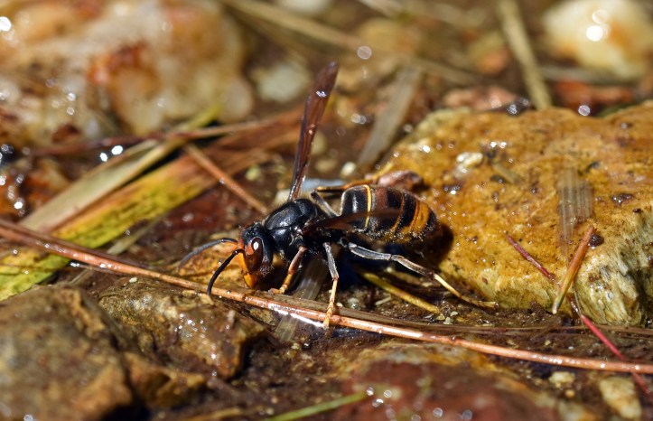Vespa velutina drinking water by the Rio Sor, Galicia, Spain