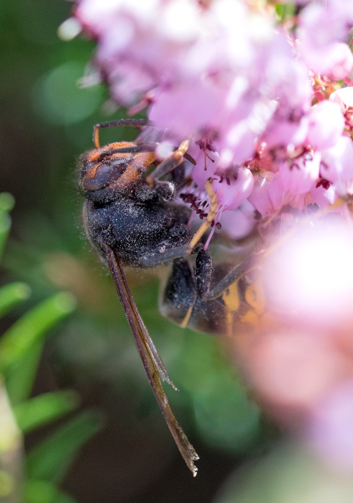 Vespa velutina on bell heather