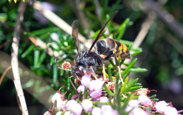 Asian hornet or yellow-legged hornet (Vespa velutina), on bell heather