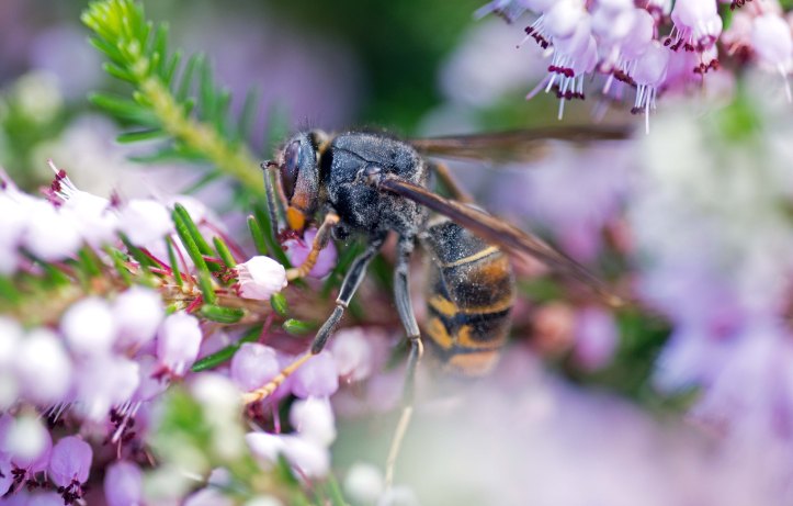 Asian hornet or yellow-legged hornet (Vespa velutina), on bell heather