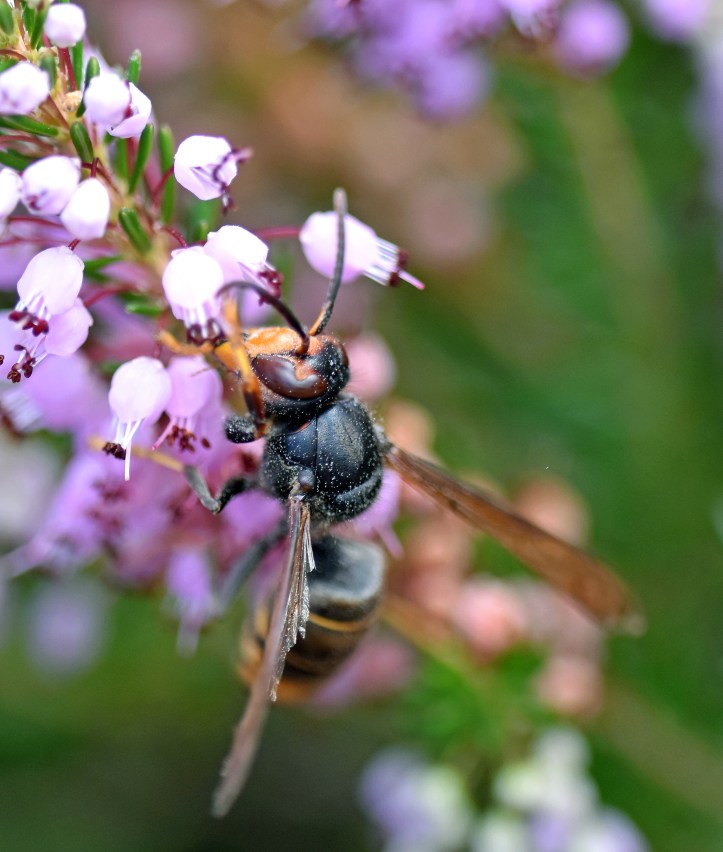 Vespa velutina on bell heather, above Cariño in Galicia, Spain