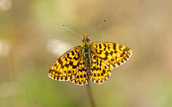 Weaver's fritillary (Boloria dia) Asturias, Spain.