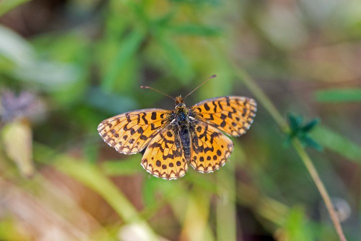 weaver's fritillary (Boloria dia) Asturias, Spain