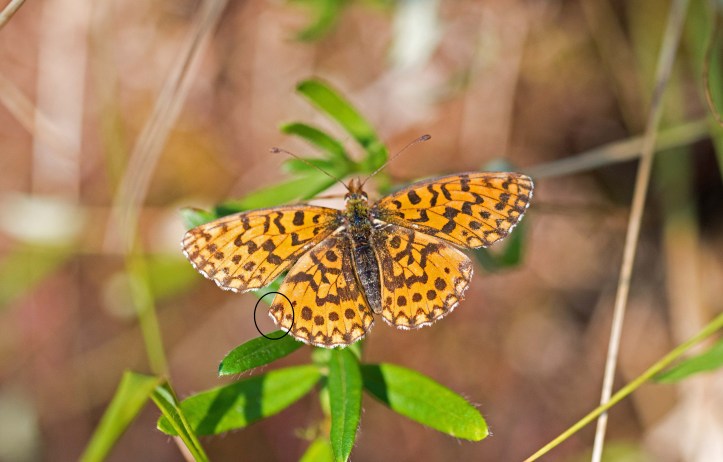Weaver's fritillary (Boloria dia) Asturias, Spain. Sharp-angled hind-wing highlighted.