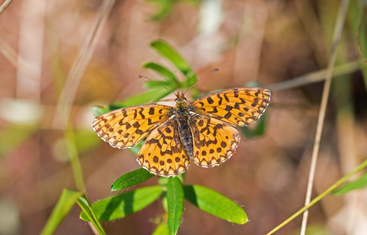 weavers-fritillary-boloria-dia-asturias-3