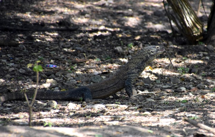 Young Komodo dragon swallowing a rat