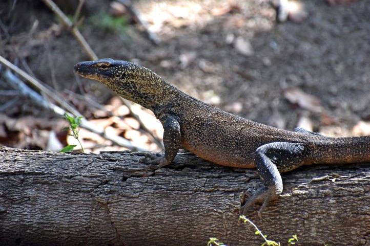 Young Komodo dragon resting on a log