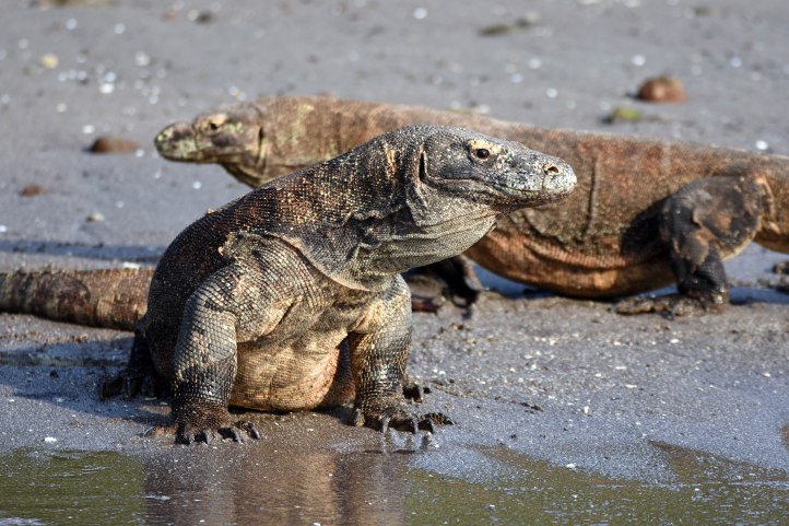 134 Komodo dragon (Varanus komodoensis) on beach 
