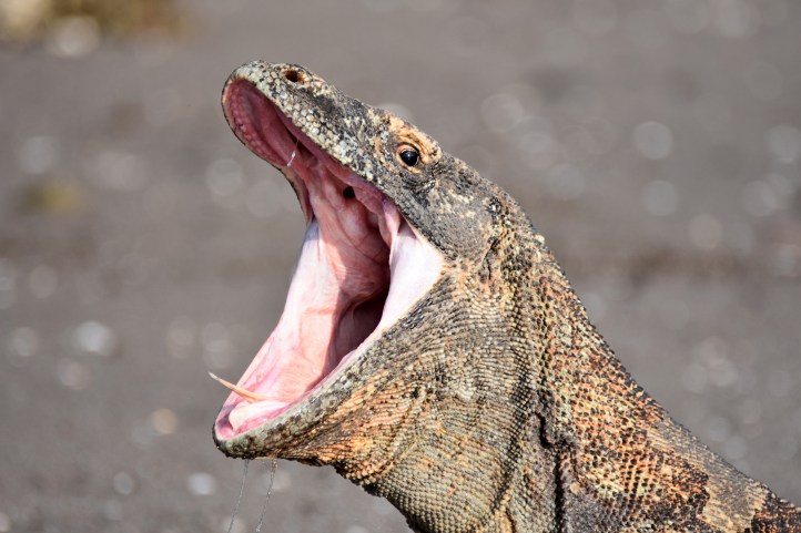 Komodo dragon with open mouth. 