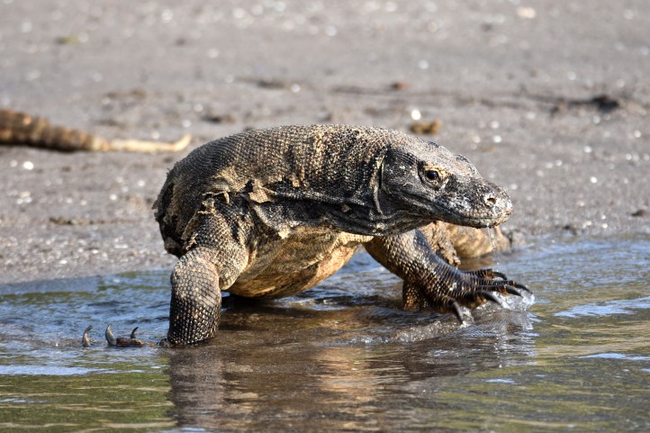 137 Komodo dragon (Varanus komodoensis) on beach with deformed foot
