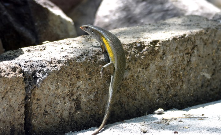 Bali Skink (Eutropis multifasciata balinensis) climbing a small wall