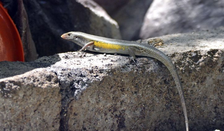 Bali Skink (Eutropis multifasciata balinensis) 