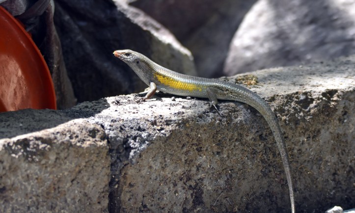 Bali Skink (Eutropis multifasciata balinensis) 