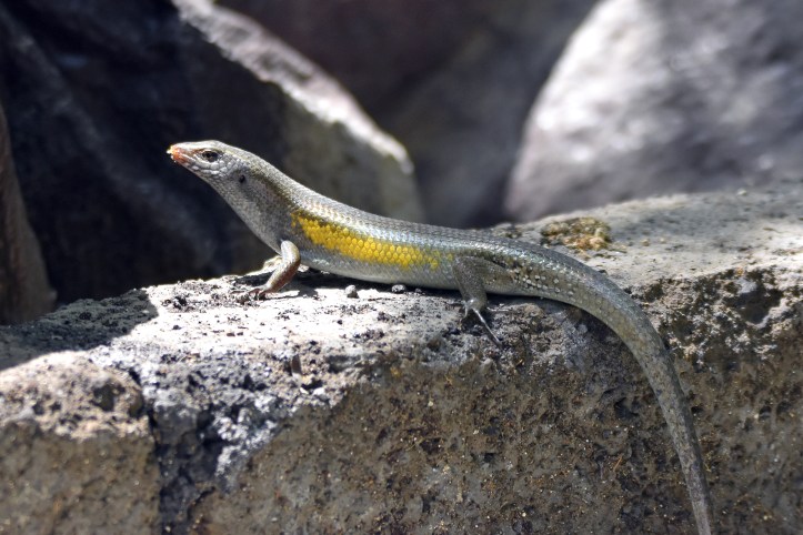 Bali Skink (Eutropis multifasciata balinensis) 