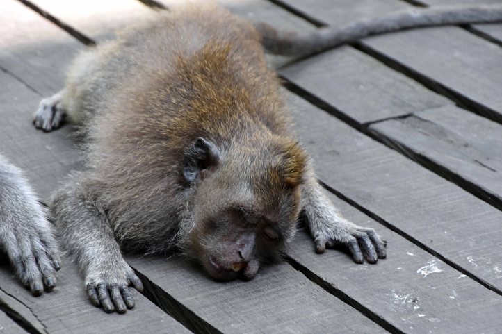 Crab-eating macaque (Macaca fascicularis) sleeping or dozing