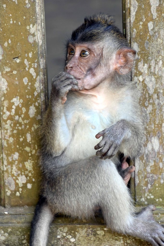Crab-eating macaque (Macaca fascicularis) infant