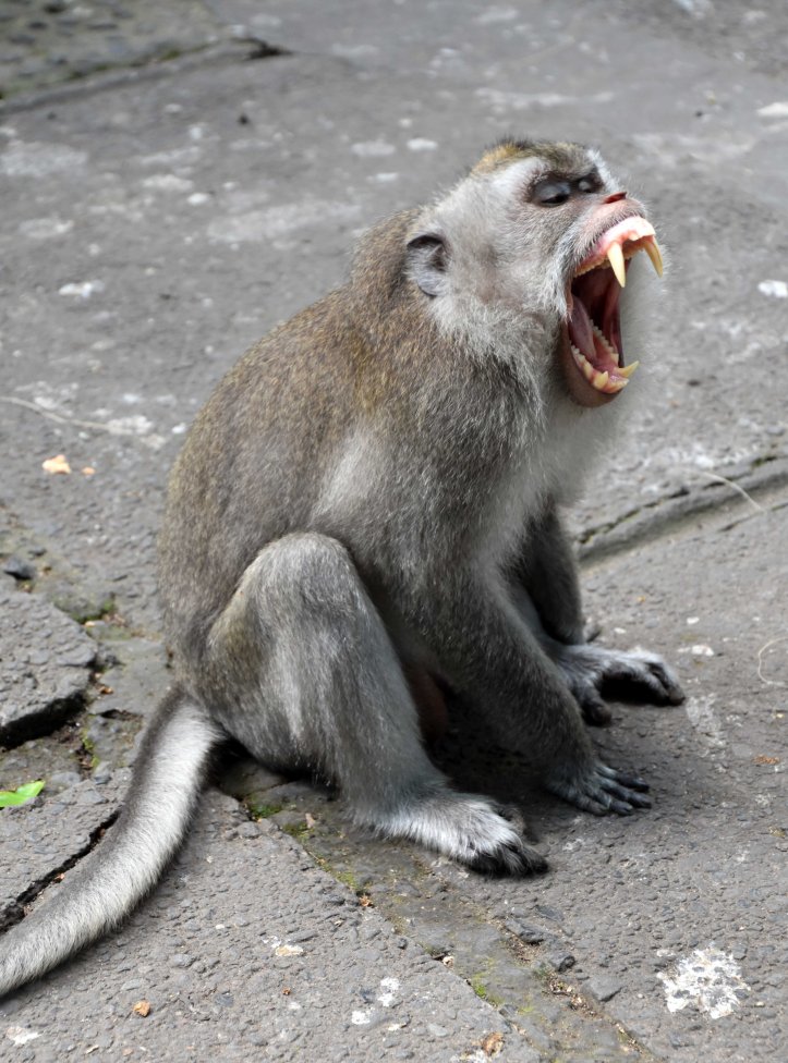 Crab-eating macaques(Macaca fascicularis) adult male