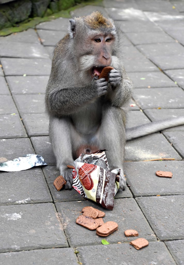 Crab-eating macaque (Macaca fascicularis) licking the cream off a biscuit