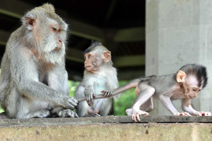 Crab-eating macaque (Macaca fascicularis) female with infant